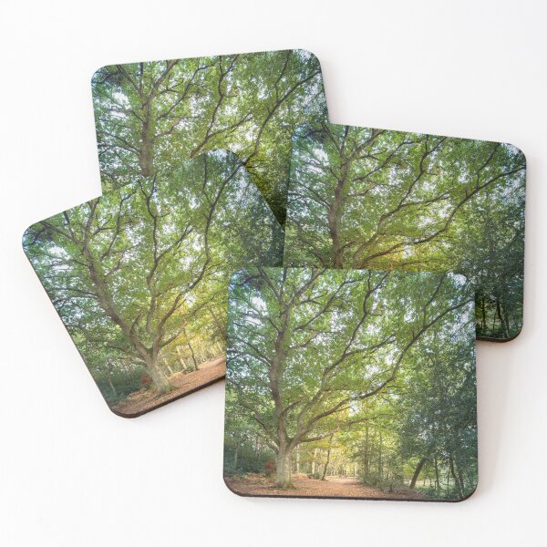 Item preview, Beautiful big old Beech tree designed and sold by CyaniRose.