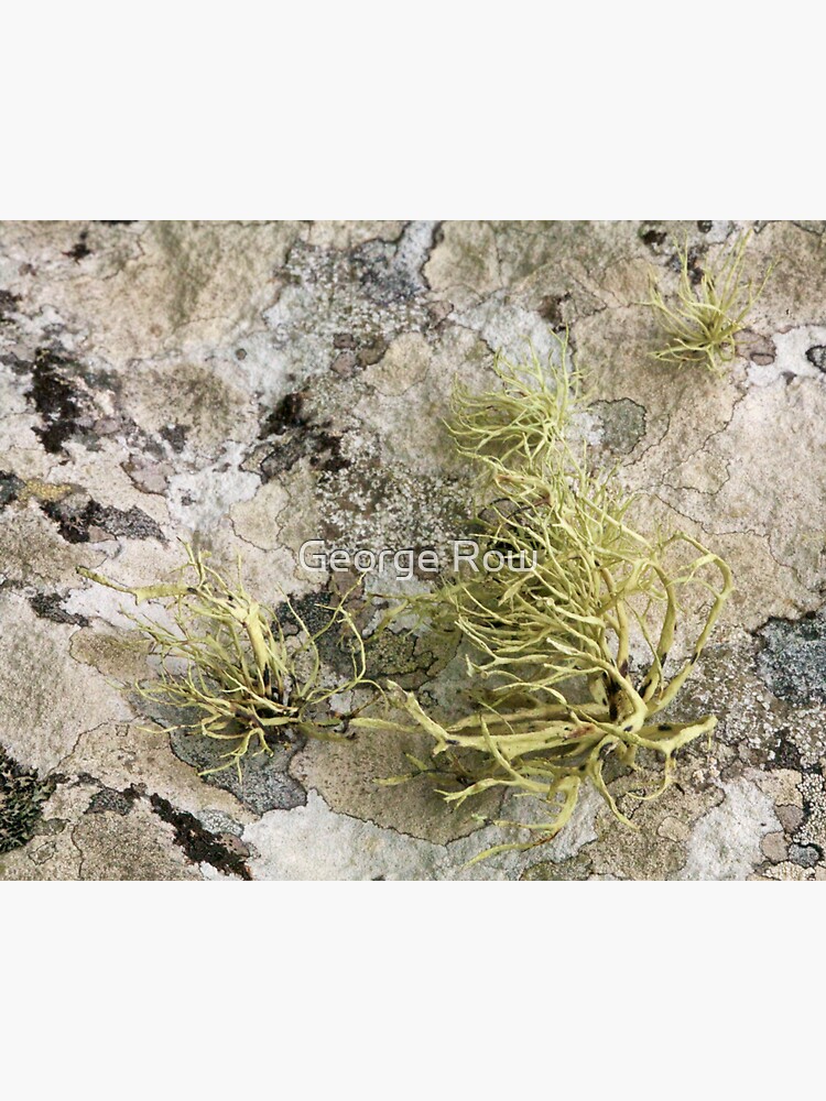 Lichen on tomb in Shalwy Valley, Kilcar, Donegal by VeryIreland