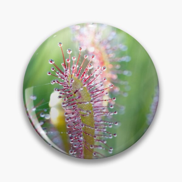 Item preview, I Love Sundews designed and sold by Wandas-World.