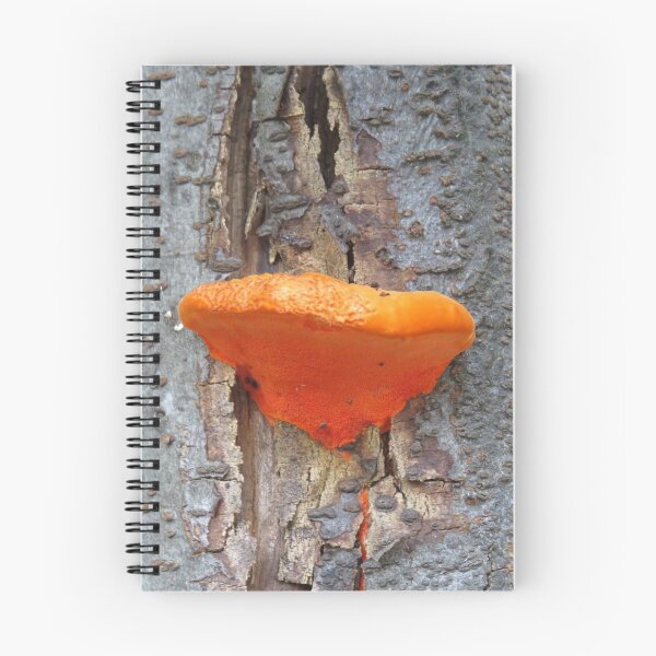 Item preview, Orange shelf fungus designed and sold by greentiger1.
