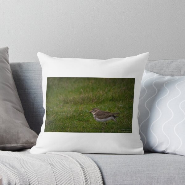 Item preview, Double-banded Plover. Charadrius bicinctus. designed and sold by David Bosworth.