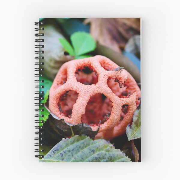 Item preview, Red Cage Fungus designed and sold by Emmaline Jones.