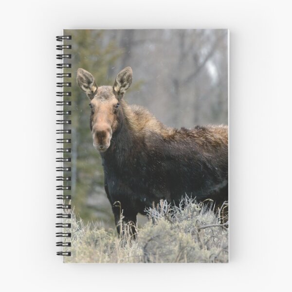Item preview, Shiras Moose designed and sold by Nicholas Blackwell.