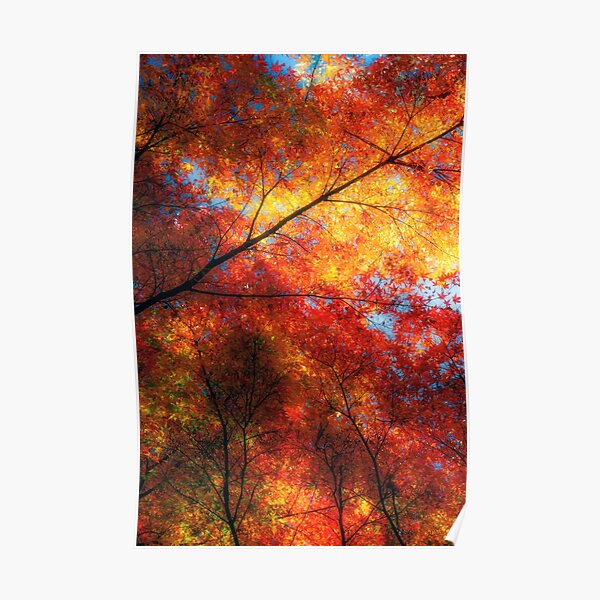 Photosynthesis Poster