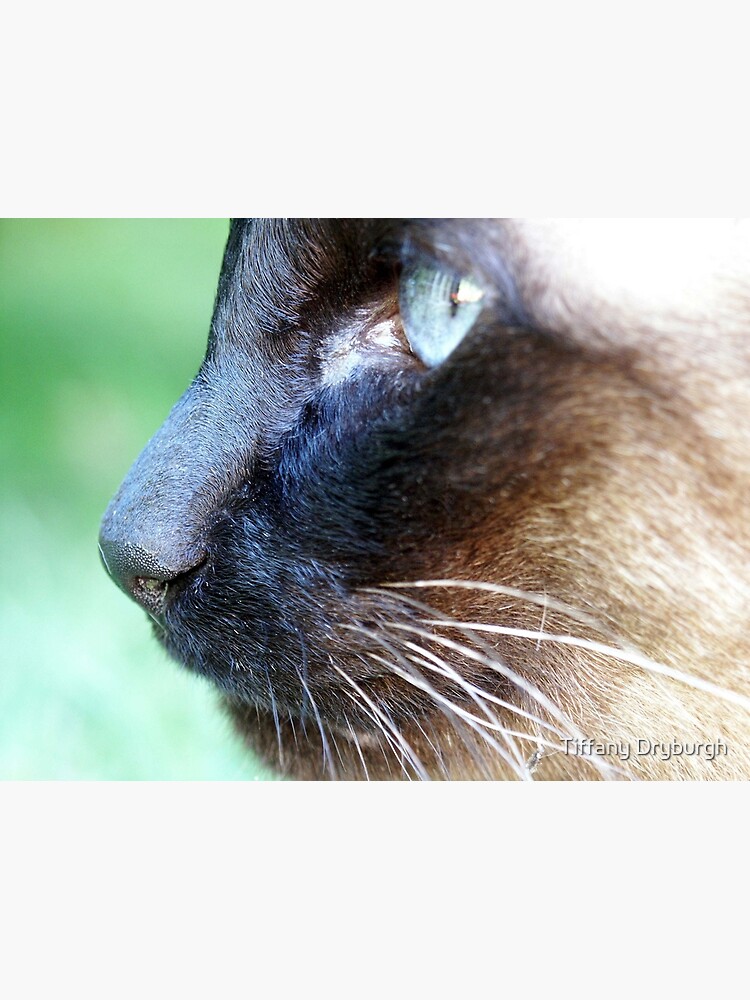 Siamese by Tiffany