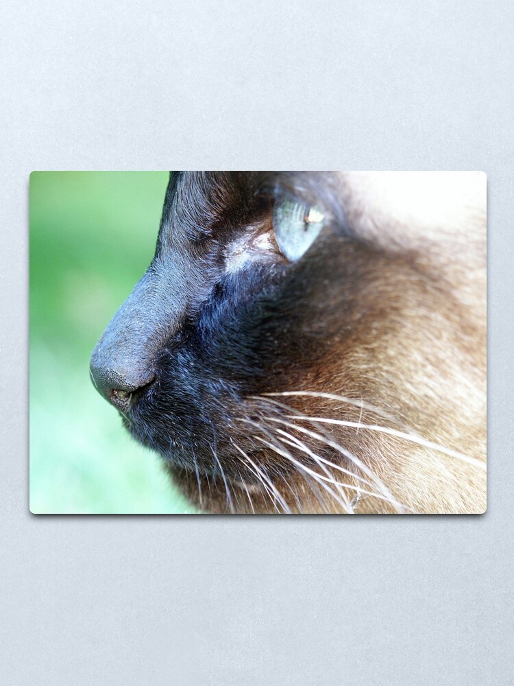 Alternate view of Siamese Metal Print
