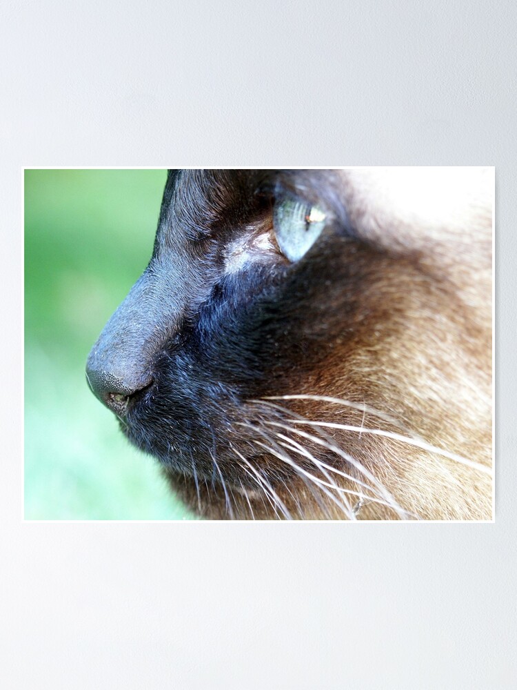 Alternate view of Siamese Poster