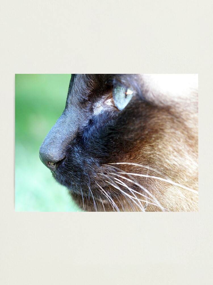Alternate view of Siamese Photographic Print