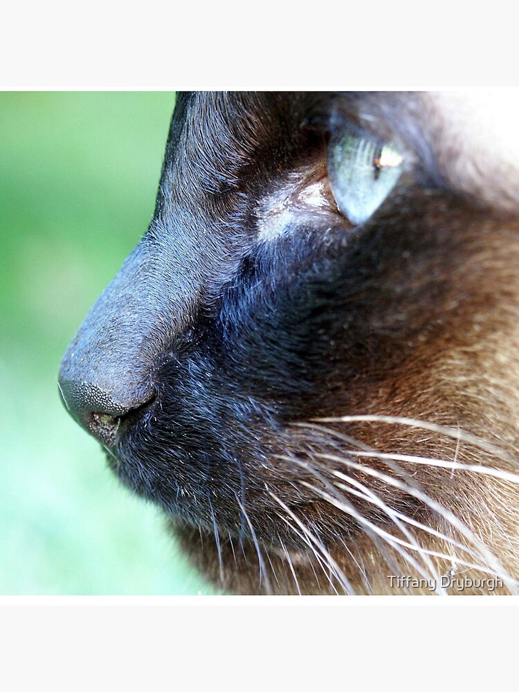 Siamese by Tiffany
