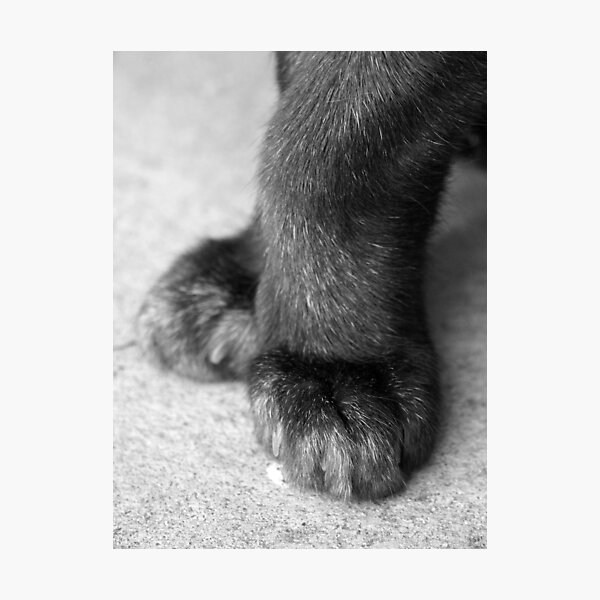 Photographic Print