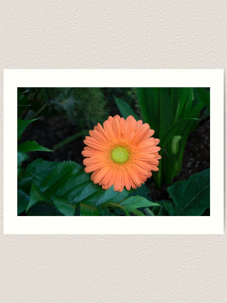 Lámina artística «Gerbera Daisy - Una flor anaranjada audaz en verdes  oscuros» de GeorgiaM | Redbubble