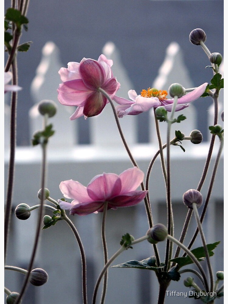 Thumbnail 2 of 2, Art Board Print, Japanese Windflowers designed and sold by Tiffany.