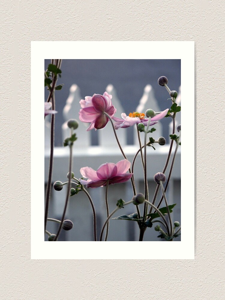 Thumbnail 2 of 3, Art Print, Japanese Windflowers designed and sold by Tiffany Dryburgh.