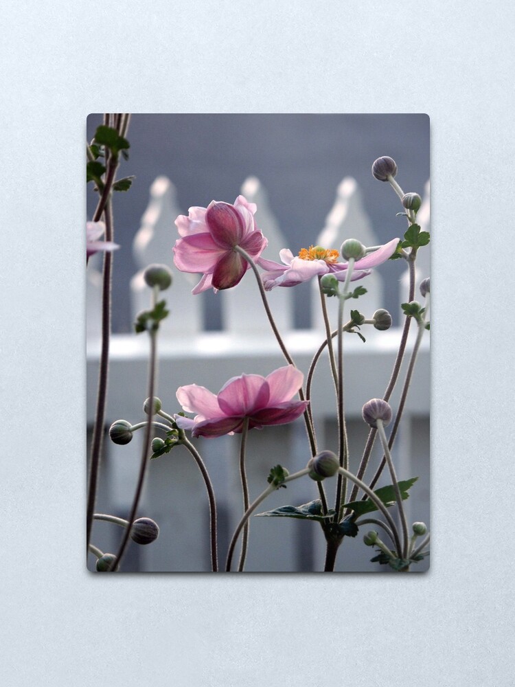 Alternate view of Japanese Windflowers Metal Print