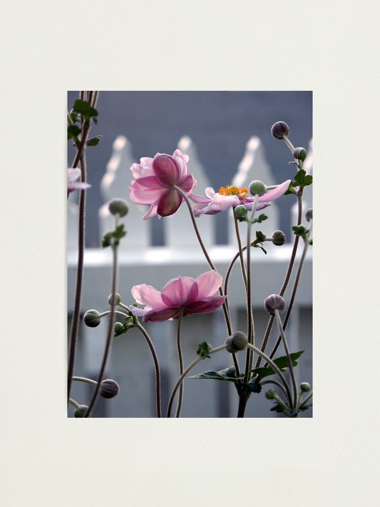 Thumbnail 2 of 3, Photographic Print, Japanese Windflowers designed and sold by Tiffany Dryburgh.