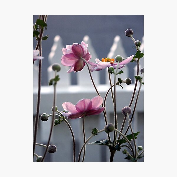 Japanese Windflowers Photographic Print