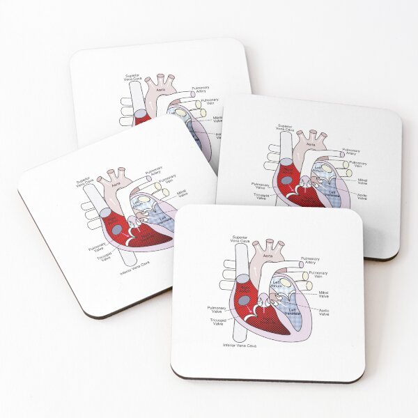 Item preview, Right Chamber of the Human Heart Anatomy designed and sold by Independence arrival.