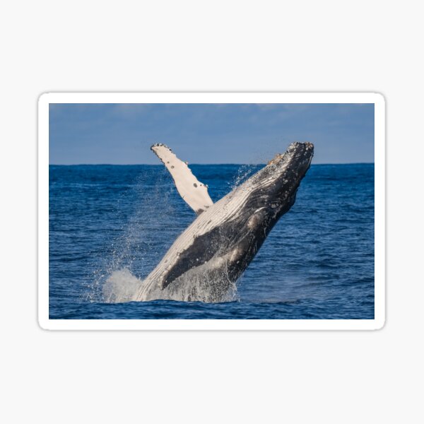 Item preview, Breaching Humpback Whale designed and sold by jodielowe88.