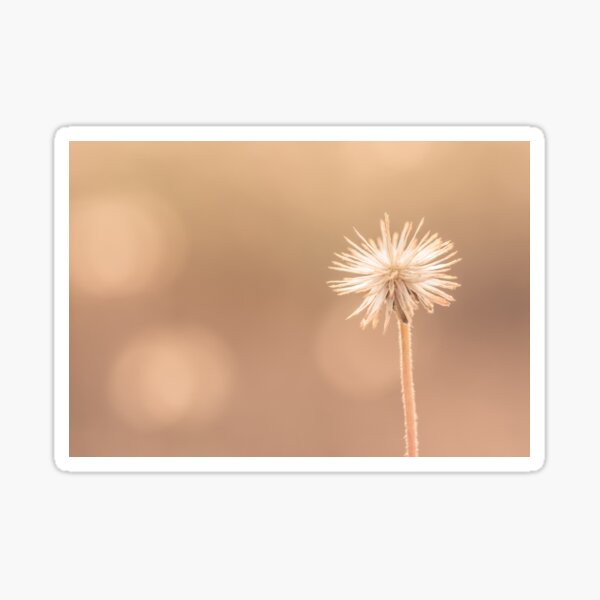 Natural Background From Grass Flowers Sticker For Sale By Aukid