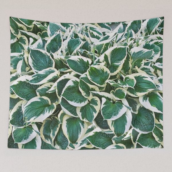 Item preview, Gorgeous Minuteman Hosta Plant designed and sold by Maddie4Real.