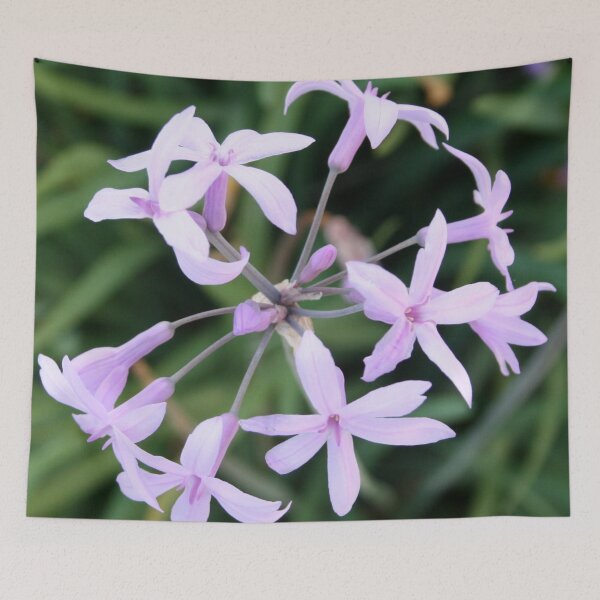 Item preview, Wild Garlic Mauve Cluster Close Up Photograph designed and sold by taiche.