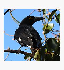 Currawong Photographic Print