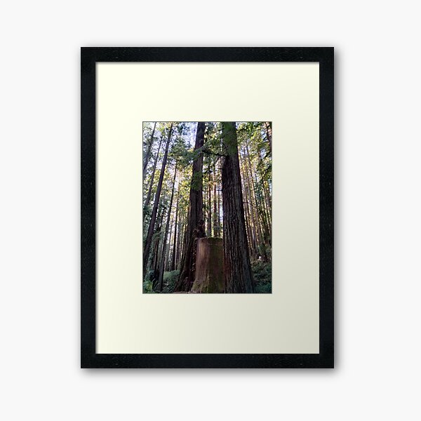 Item preview, Redwood Stump designed and sold by TeaFairy Art.