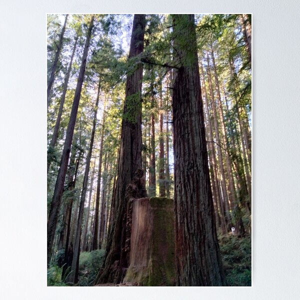Item preview, Redwood Stump designed and sold by TeaFairy Art.