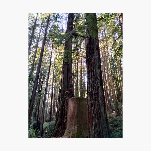 Item preview, Redwood Stump designed and sold by TeaFairy Art.
