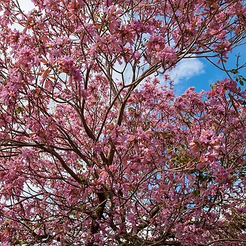 Artwork thumbnail, Pink Tree by Ruth Curtis