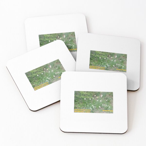Item preview, Snowdrops - Corporation Park - Blackburn - Lancs designed and sold by DJLancs.
