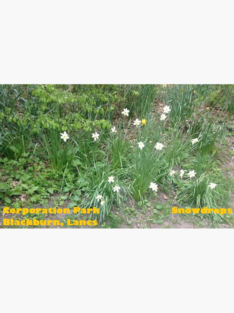 Snowdrops - Corporation Park - Blackburn - Lancs by DJLancs