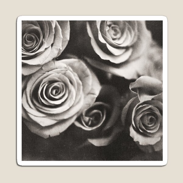 Medium format analog black and white photo of white rose flowers Magnet