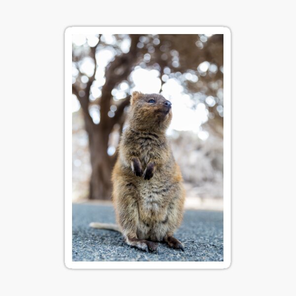 Quokka standing Sticker