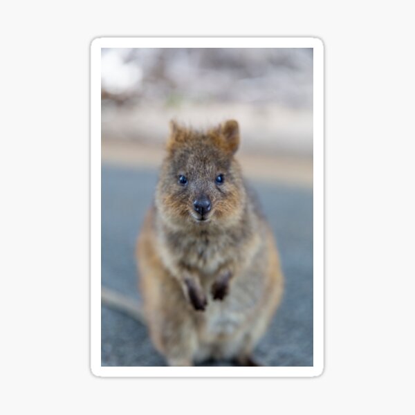 Quokka looking to camera Sticker
