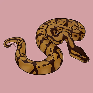 Artwork thumbnail, Normal Ball Python II by anacecilia