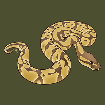Imagen de la obra Lesser Ball Python de anacecilia