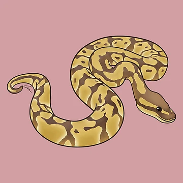 Artwork thumbnail, Lesser Ball Python II by anacecilia