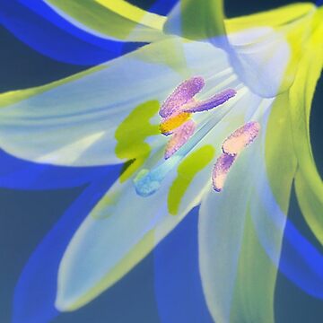 Artwork thumbnail, Lovely Lily by April Dowling