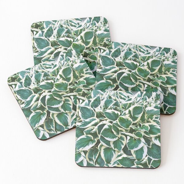 Item preview, Gorgeous Minuteman Hosta Plant designed and sold by Maddie4Real.
