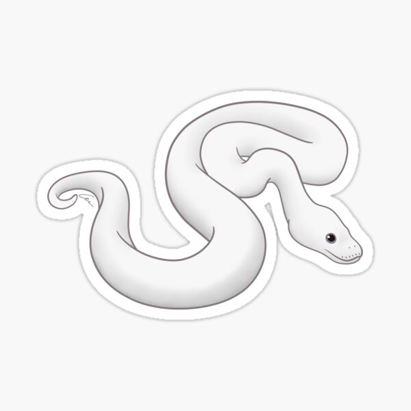 Blue-Eyed Leucistic Ball Python Ii