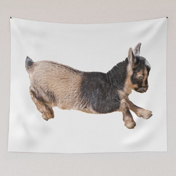 Item preview, Bouncing Baby Goat VI designed and sold by OryPhotography.