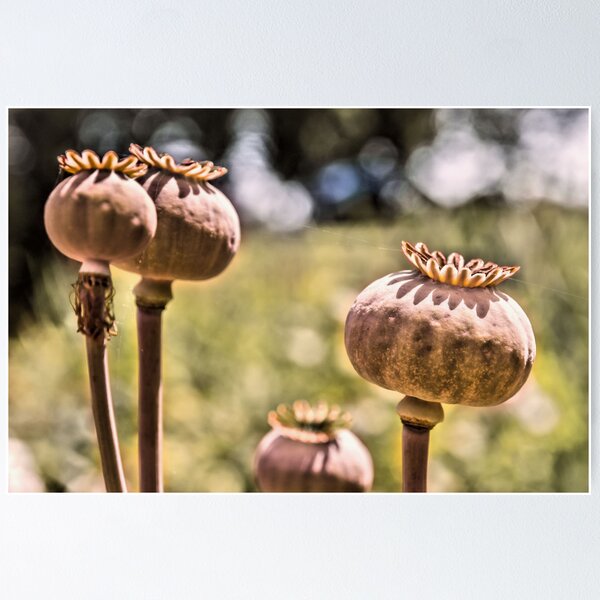 Item preview, Poppy Seed Heads designed and sold by JEZ22.