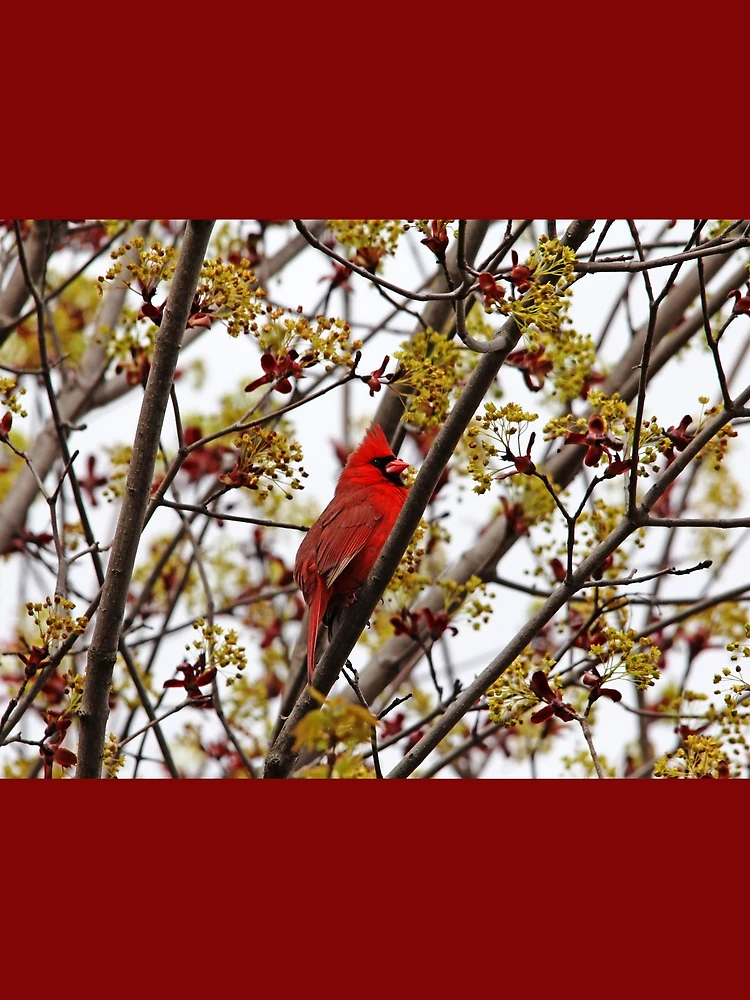 Thumbnail 3 of 3, Scarf, Northern Cardinal In Spring Maple Tree designed and sold by Debbie Oppermann.