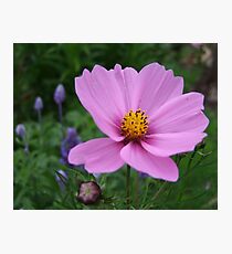Cosmos Photographic Print
