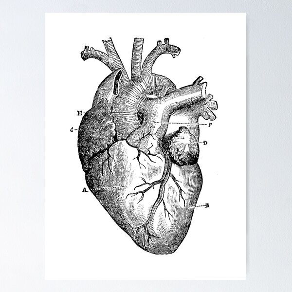 Anatomical Heart Print, Human Heart Anatomy Print, Heart Illustration, Heart  Anatomy Print, Vintage Medical Illustration, Heart Wall Art -  Norway