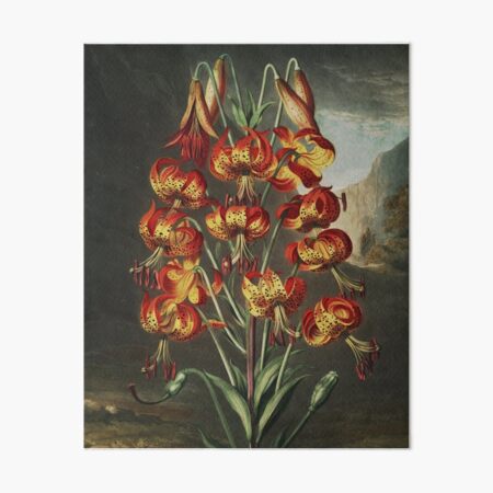 Item preview, Superb Lily (1799) designed and sold by HomeStageStudio.