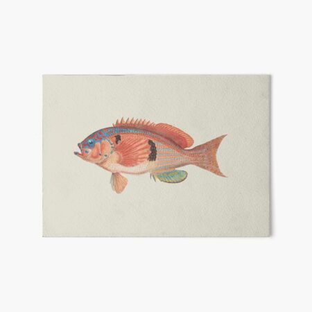 Fishing New Zealand Art Board Prints for Sale