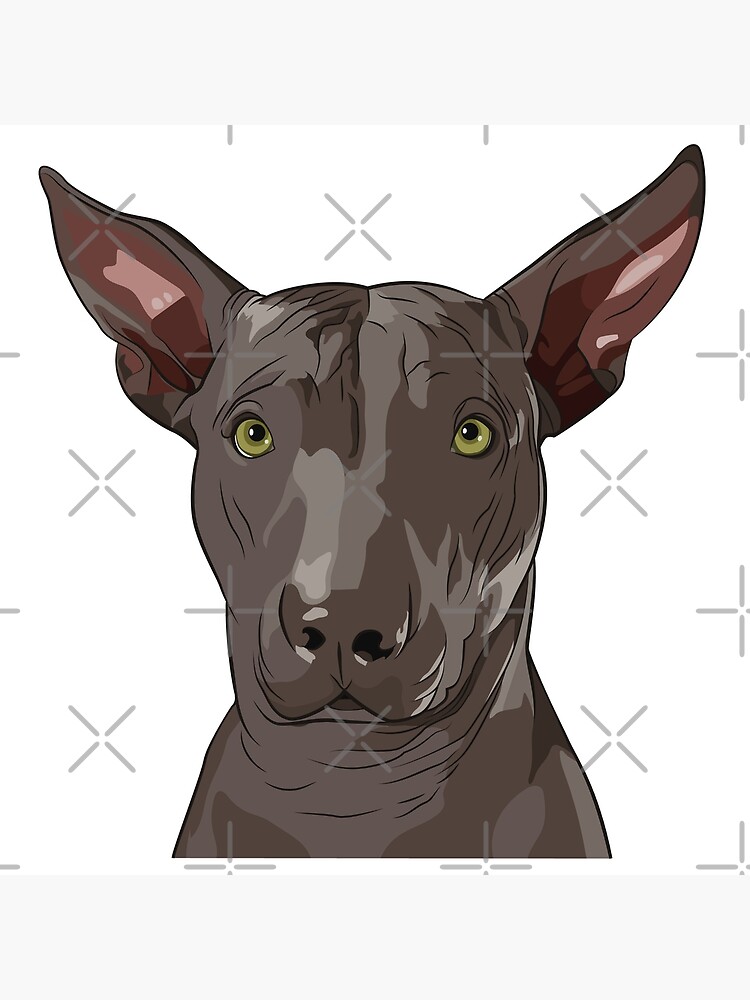 Cholo xoloitzcuintli for on sale sale