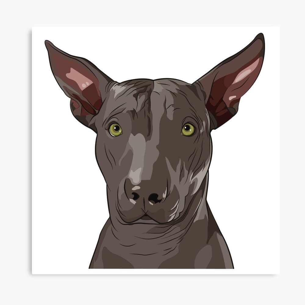 cholo xoloitzcuintli